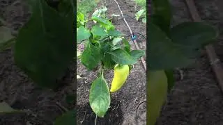 Теплица Радует Первым Результвтом