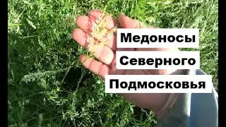 Главные медоносы Северного Подмосковья
