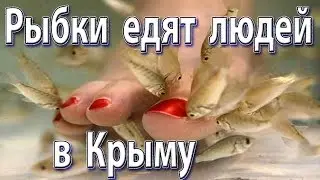 Рыбки Garra rufa едят людей в Крыму
