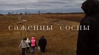 Я посадила дерево | посадка саженцев сосны | Воронеж 2018