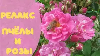 Видео для релакса | Опыление  роз пчёлами |Ботанический сад Владивосток Botanical garden Vladivostok