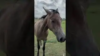 Асвад и араб