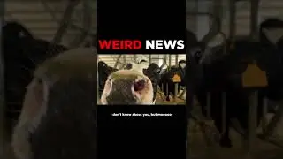 Weird News #weirdnews #news #weird
