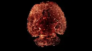 Remarkable Confirmation: Your Brain Emits Biophotons, Ultra-Weak Light. By Nicolas Rouleau, PhD.
