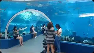 Manila to Cebu Ocean Park