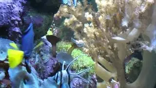 fiskar i aquarium sthlm