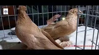 узбекские двухчубие голуби коканда