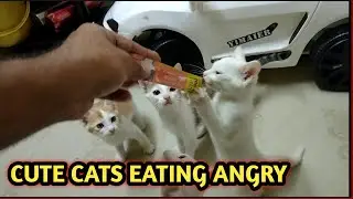 Cats Eating Angry | Kittens Eating Angry | Funny Cats | Cute Cat | Cute Kitten | #cutecats | #shorts