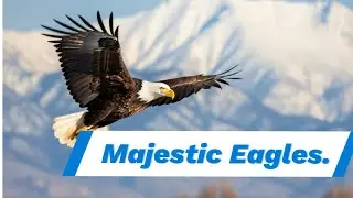 Top 9 Majestic Eagles: A Flight Through Their World