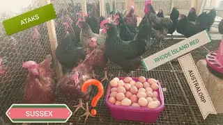 Chicken Egg Collecting