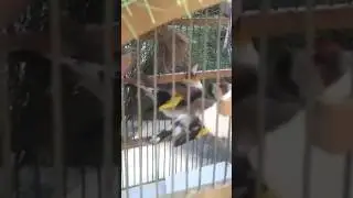 Разведение щеглов #птицы #birds #bird #пениептиц #щегол #щеглы #goldfinch #carduelis #major #shorts