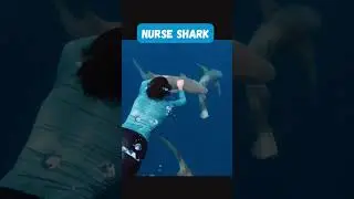 Facts About Nurse Shark