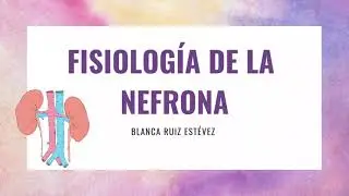 Fisiología de la Nefrona