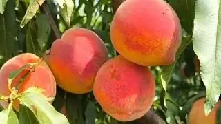 Персик Амбер Голд. Peach Amber Gold. Відмінний десертний сорт!
