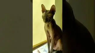Мы его очень громко будили...😀 #shorts  #cats  #funnycats #приколы #videoshort  #смешнойкот
