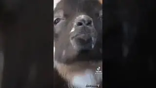 Козлы на отдыхе
