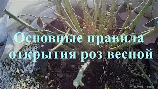 Основные правила открытия роз весной. Питомник растений Е. Иващенко