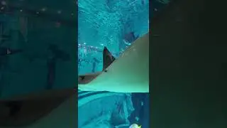 Cownose Ray Drive By!