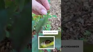 Врага надо знать в лицо!            Розы сейчас атакуют аж 4 вредителя. #вредители #розы #сад