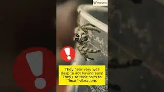 Secret facts about Jumping Spider you may never know #pestweek #knowledgesharing #foryou #shorts