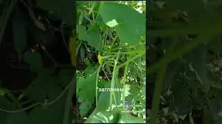 Как я формирую огурцы в открытом грунте