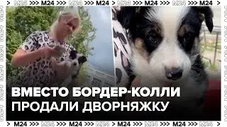 Москвичка купила дворняжку под видом бордер-колли - Москва 24
