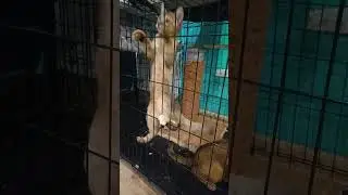 котята чаузи 3.5 мес