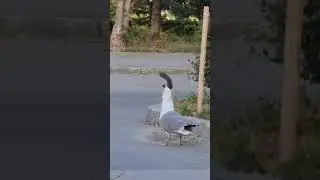 #seagull  swallow whole #squirrel #viral