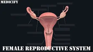 Female Reproductive System