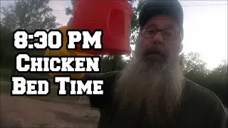 8:30 PM Chicken Bed Time | Self-Employed, No Government Handouts Here | Arkansas homestead chickens