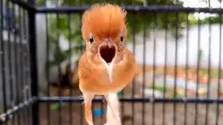 ORANG BISA PUNYA BURUNG HARGA JUTAAN TAPI BELUM TENTU BISA PUNYA BURUNG KEREN INI‼️