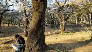 Jurassic Park theme song from Yoyogi Park, Tokyo, Japan