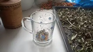 Harvesting Sea Buckthorn Leaves for Healthy Tea. Fermentation.