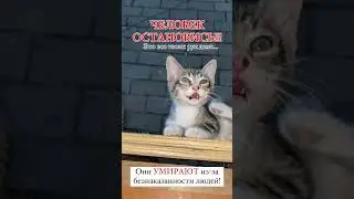 Животные ни в чем не виноваты... Animals are not to blame for anything...