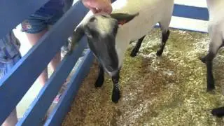 Sheep Bleats at Chelsea Fair 2012
