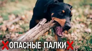 Можно ли СОБАКЕ ИГРАТЬ с Палкой❓️🐕