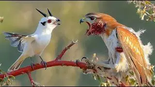 Feathered butcher! Even the hawks are afraid of this little bird! Forty in action!