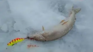 Рыбалка на р Воя 27 03 2019