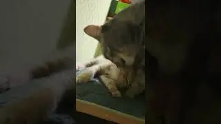 Милые котята