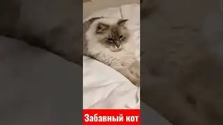 забавный кот