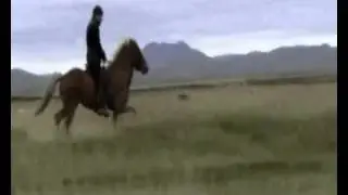 Icelandic horse for sale