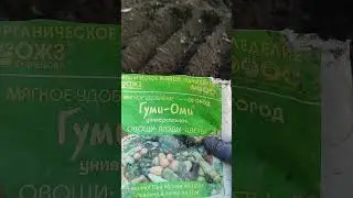 Как подготовить грядку для посадки чеснока