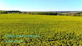 Поля цветущей сурепки в Вологде