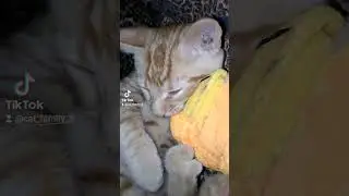 Рыжий ❤️(архив)