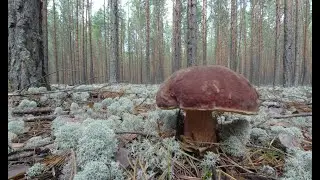 ВЕЧЕРНИЙ СБОР БЕЛЫХ ГРИБОВ.