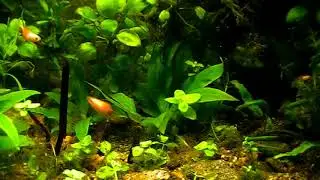 #Aquarium