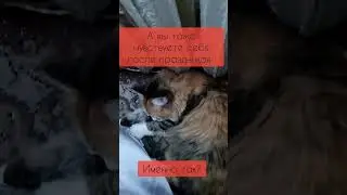 А вы тоже чувствуете себя после праздников именно так? Как котик? #цитаты