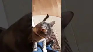 Не уезжайте надолго,хозяева!