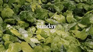 sunday | la rue