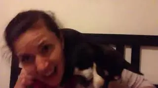 Chihuahua tips
